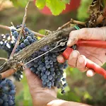 Κατάλυμα σε φάρμα Fattoria Casabianca