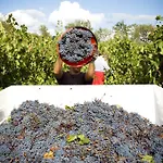 Fattoria Casabianca